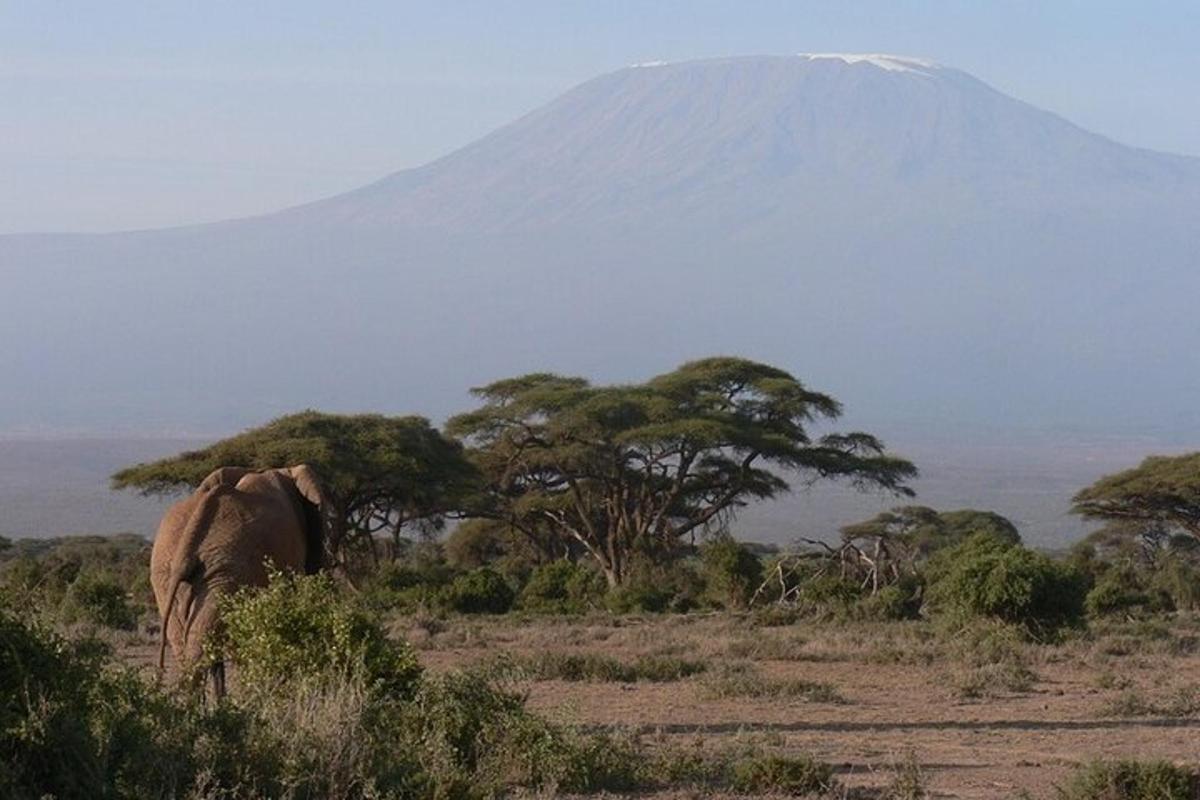 un elefant caminant per un camp amb una muntanya al fons
