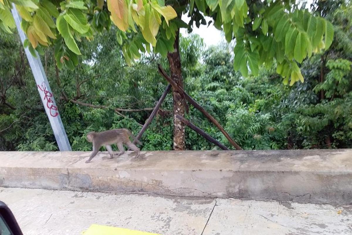 a monkey walking on a sidewalk near some trees