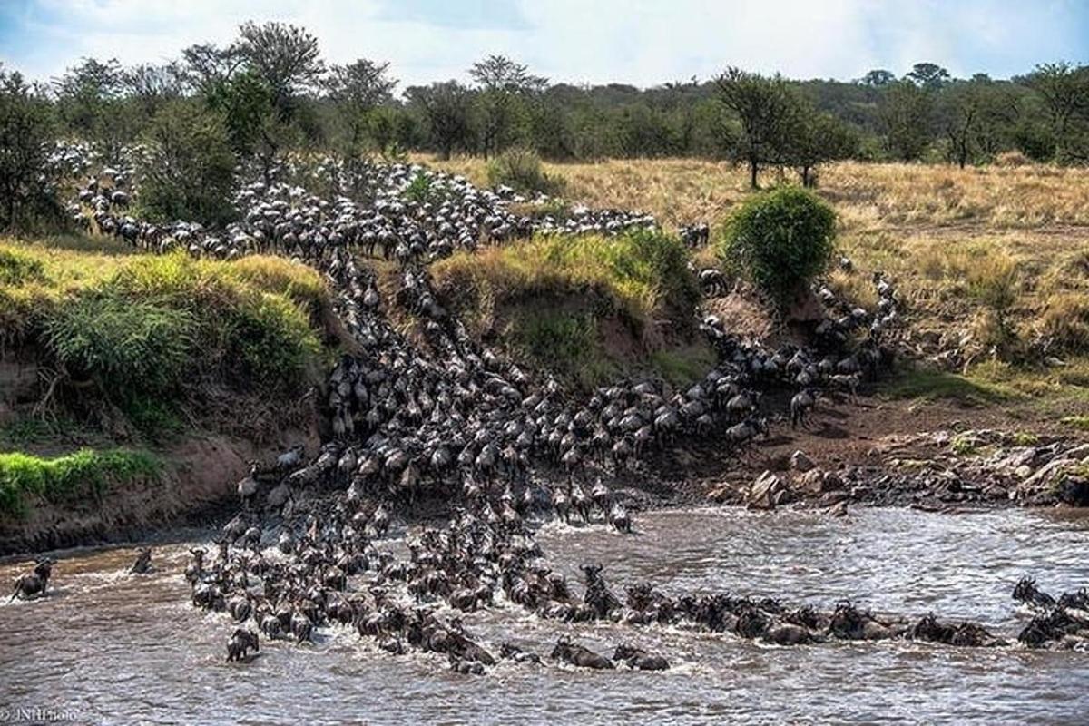 un grande stormo di uccelli che attraversa un fiume