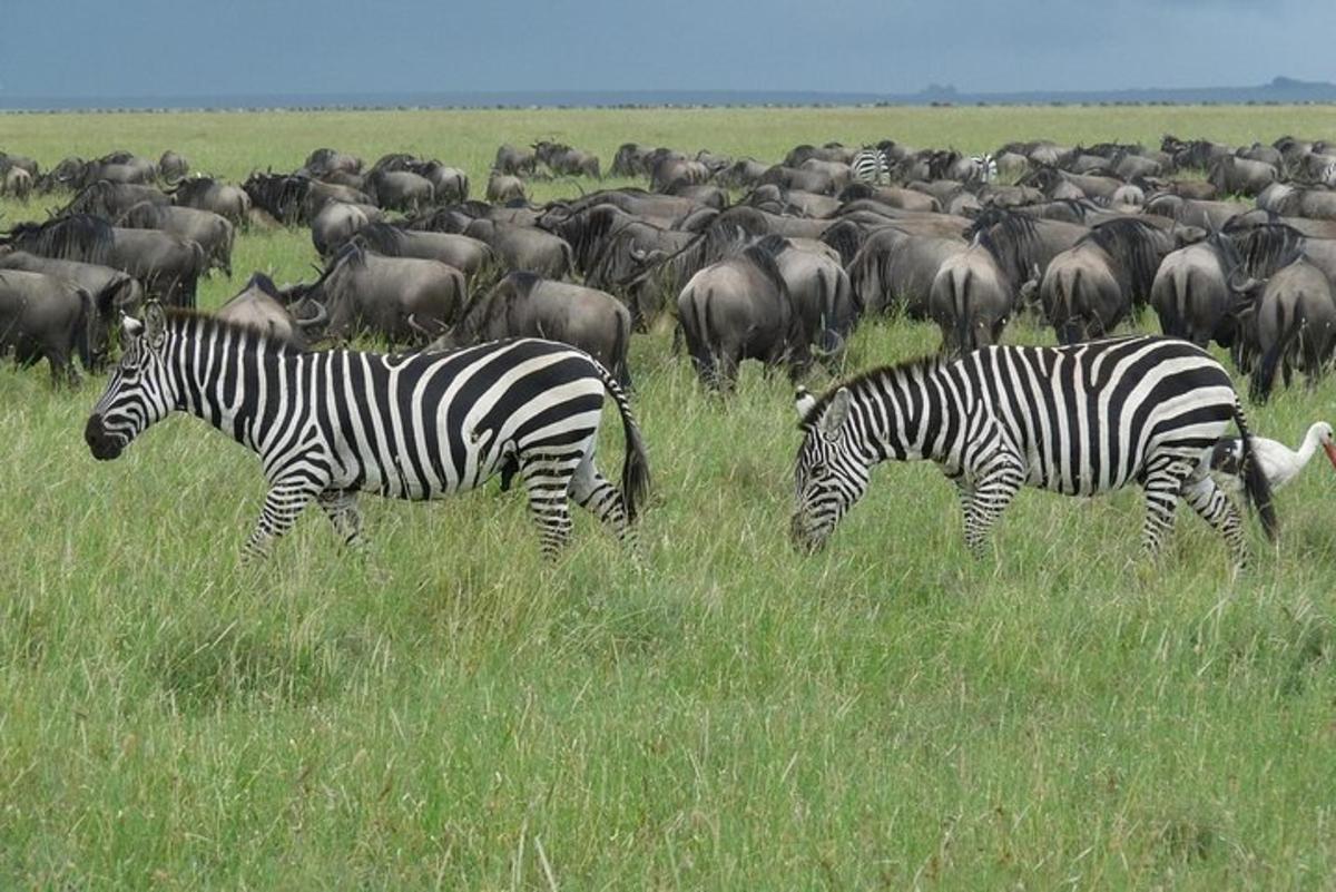 two zebras and a herd of animals in a field