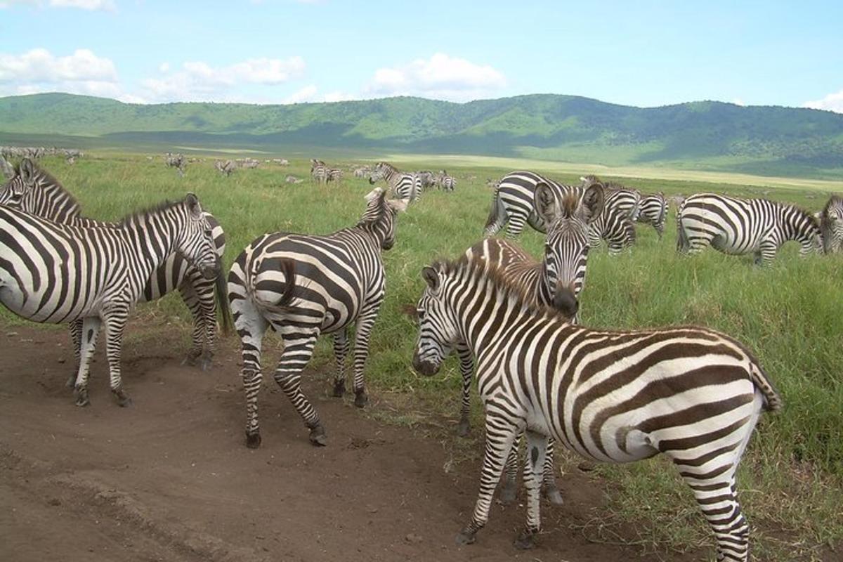 a herd of zebras standing in a field