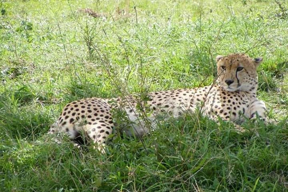 un ghepard întins în iarbă pe un câmp