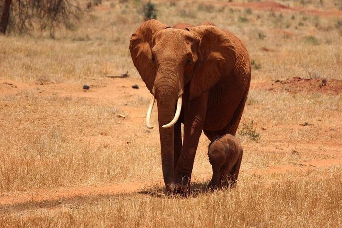 un elefante adulto e un cucciolo di elefante che camminano in un campo
