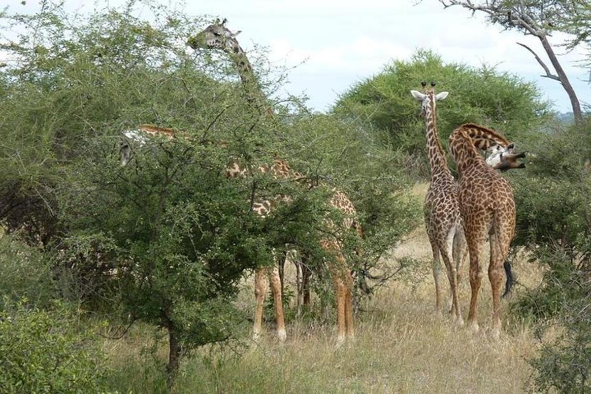 un gruppo di giraffe in piedi in un campo