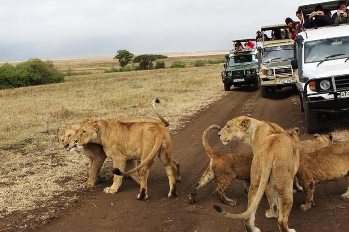 um grupo de leões parados em uma estrada de terra com veículos