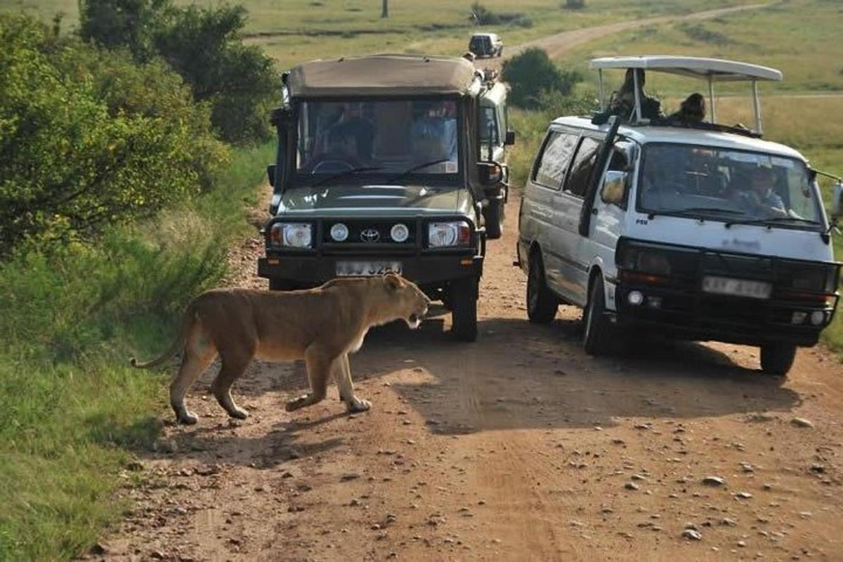 um leão parado em uma estrada de terra ao lado de um veículo