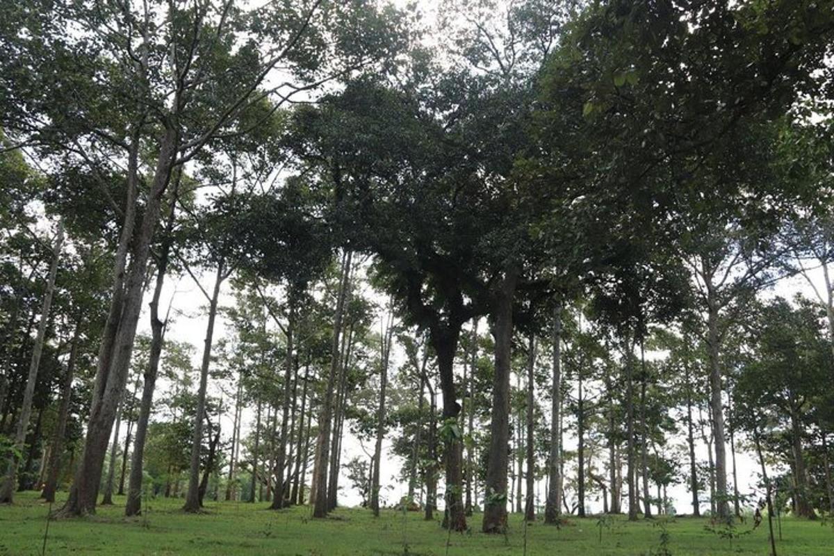un grupo de árboles en un campo con césped verde