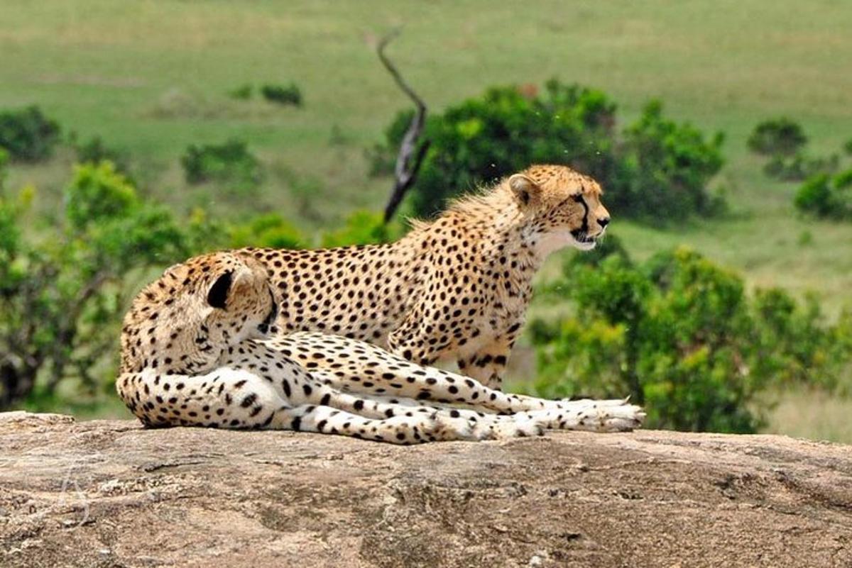 isang cheetah na nakaupo sa ibabaw ng isang bato