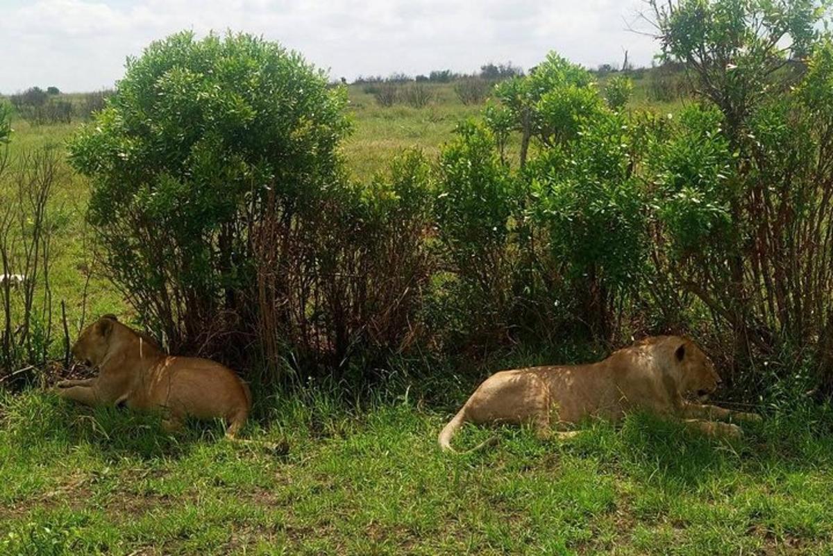 dois leões deitados na grama em um campo
