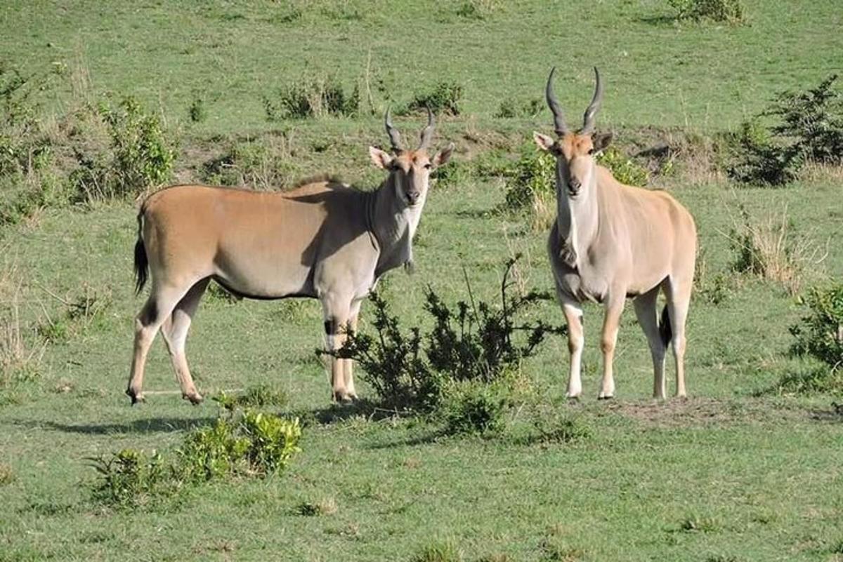 două antilope stând pe un câmp cu iarbă
