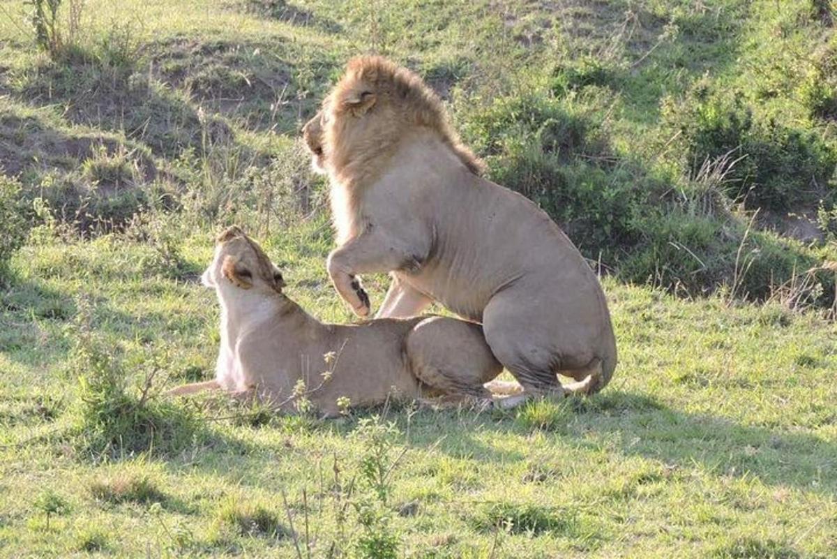 dois leões sentados na grama em um campo