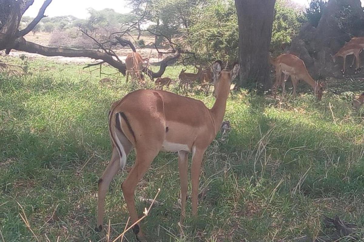 uma gazela parada em um campo de grama