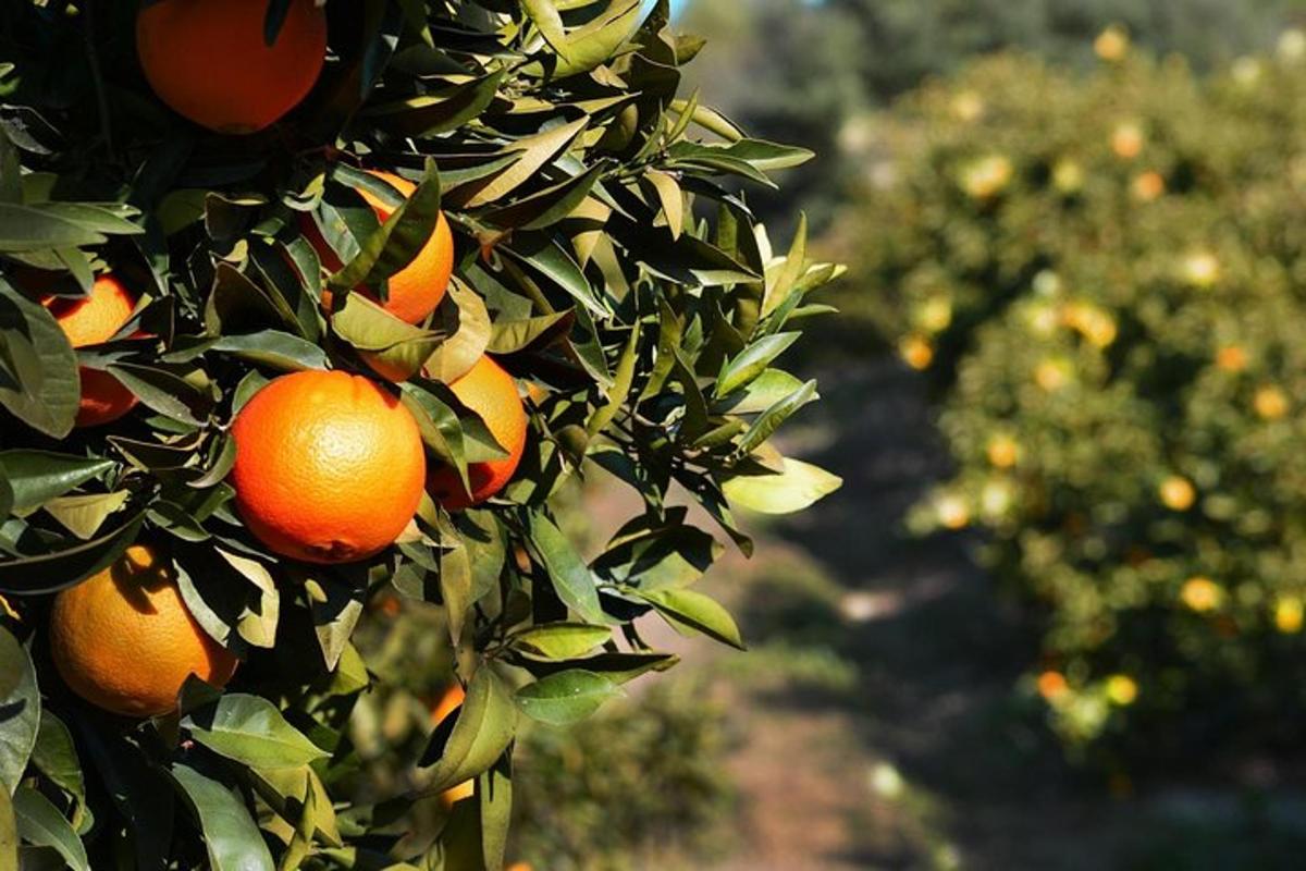 un grup de taronges en un arbre d'un hort