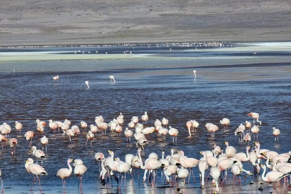 Lankytinos vietos ar pramogos nuotrauka numeris 7