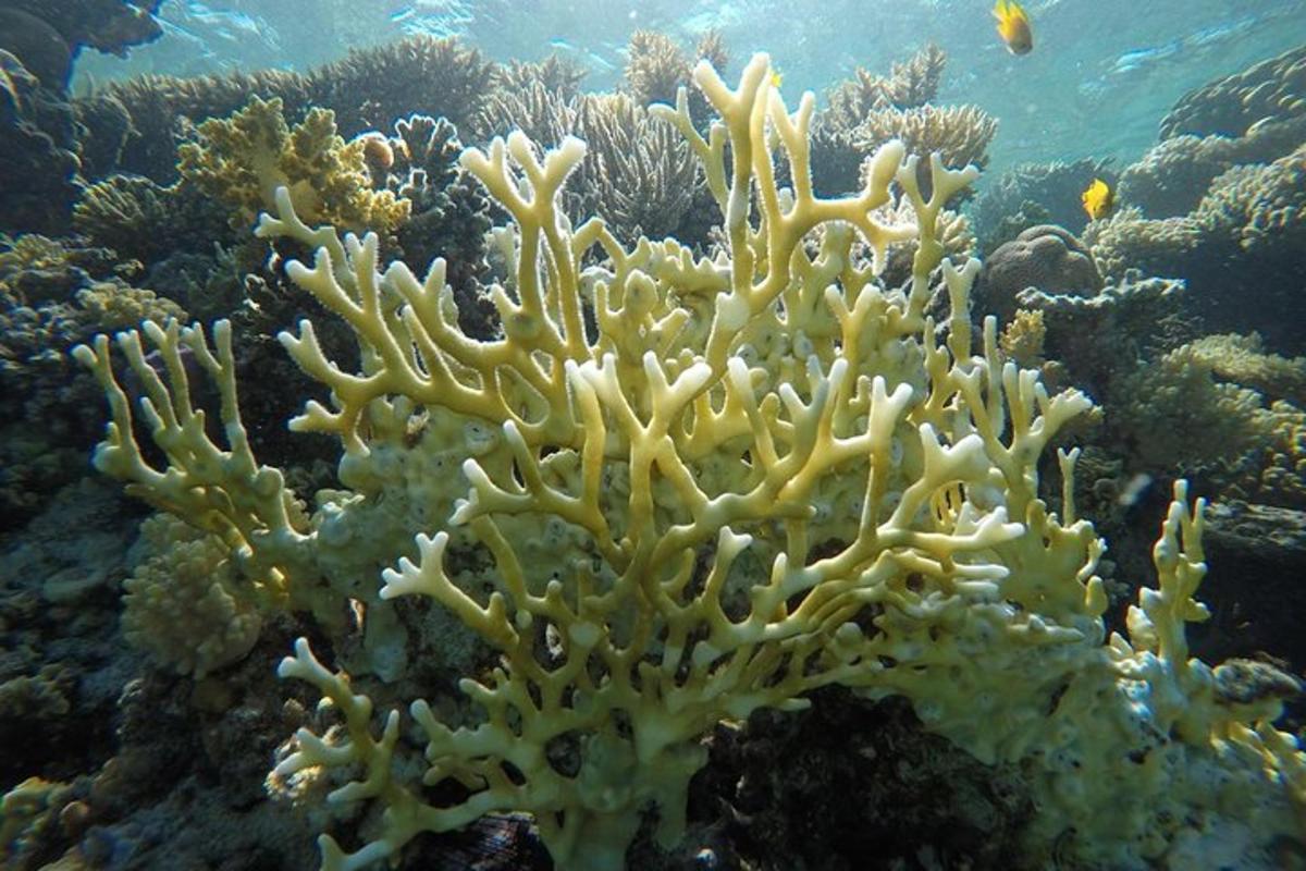 una imagen submarina de un arrecife de coral