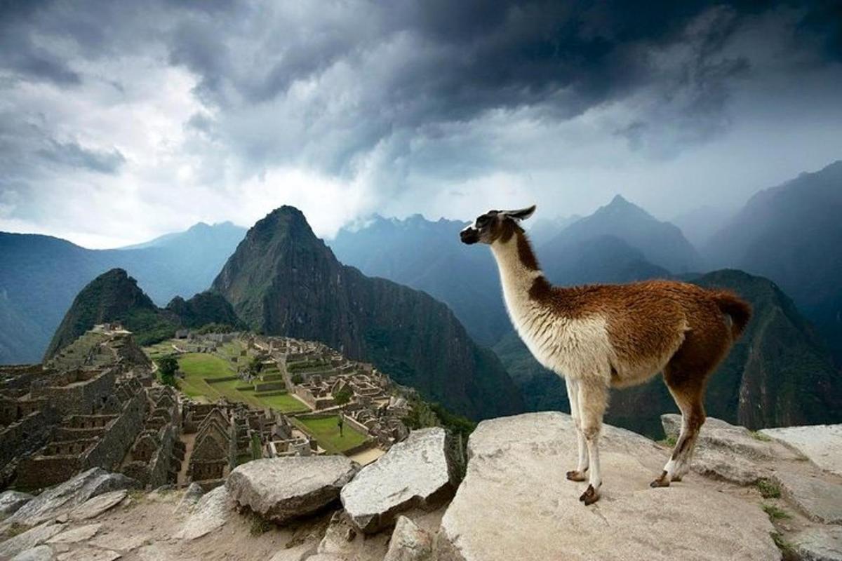 a llama standing on top of a mountain