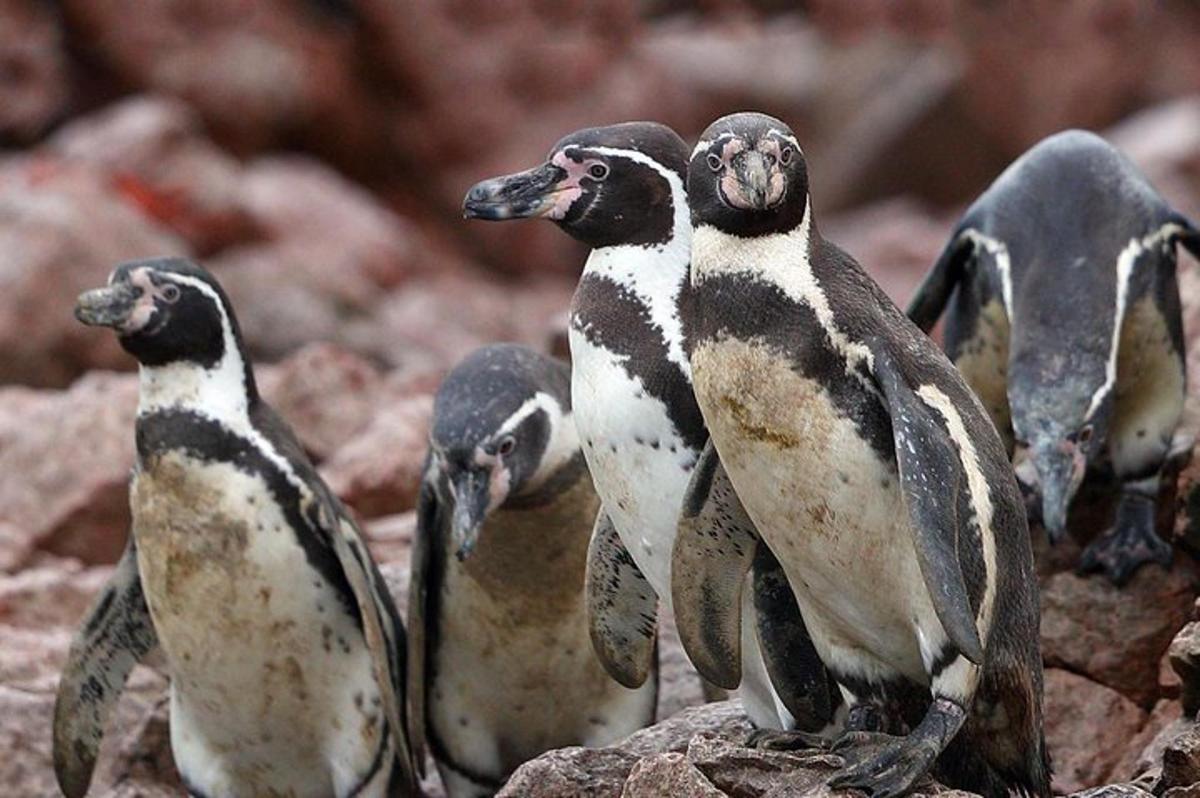 un grup de pingüins drets sobre unes roques