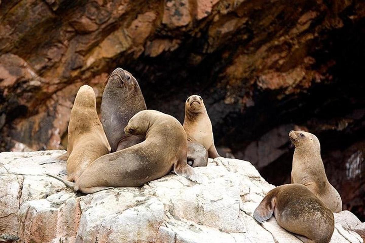 un gruppo di foche sedute in cima a una roccia