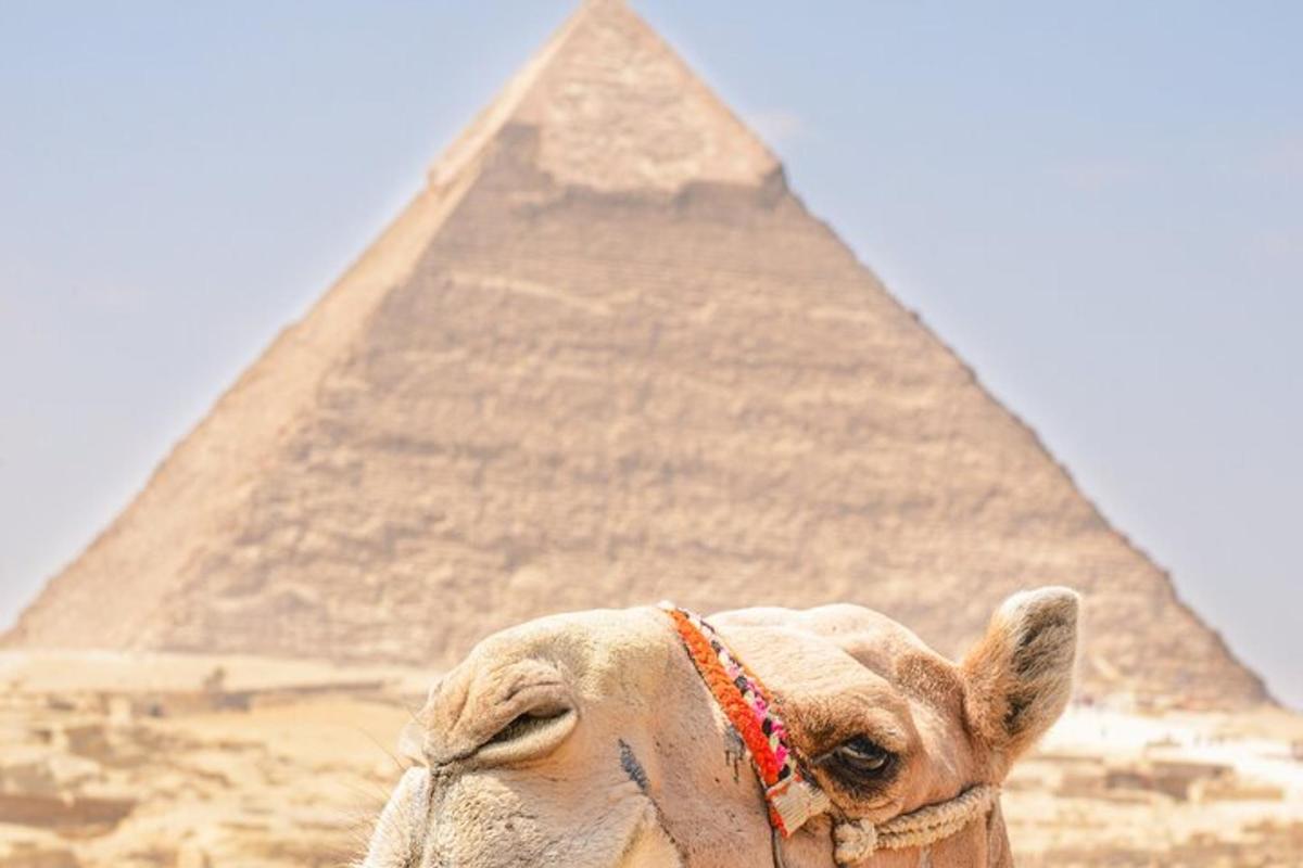 velbloud stojící před pyramidou