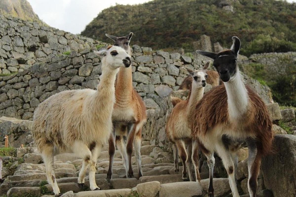 sekumpulan llama berdiri di atas beberapa batu