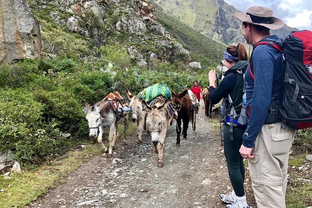 hópur fólks sem gengur niður slóð með ösnum