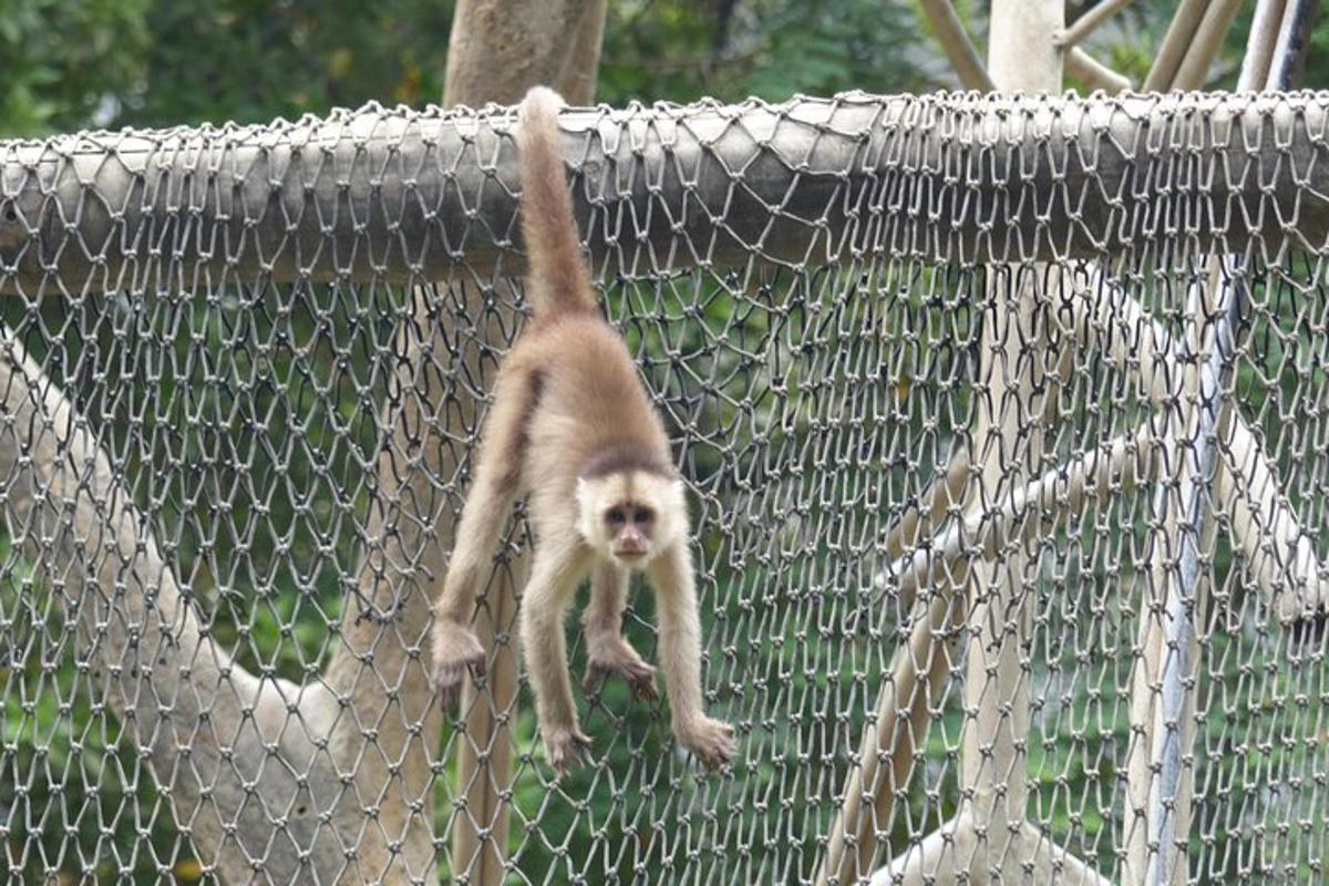 um macaco está andando em uma rede