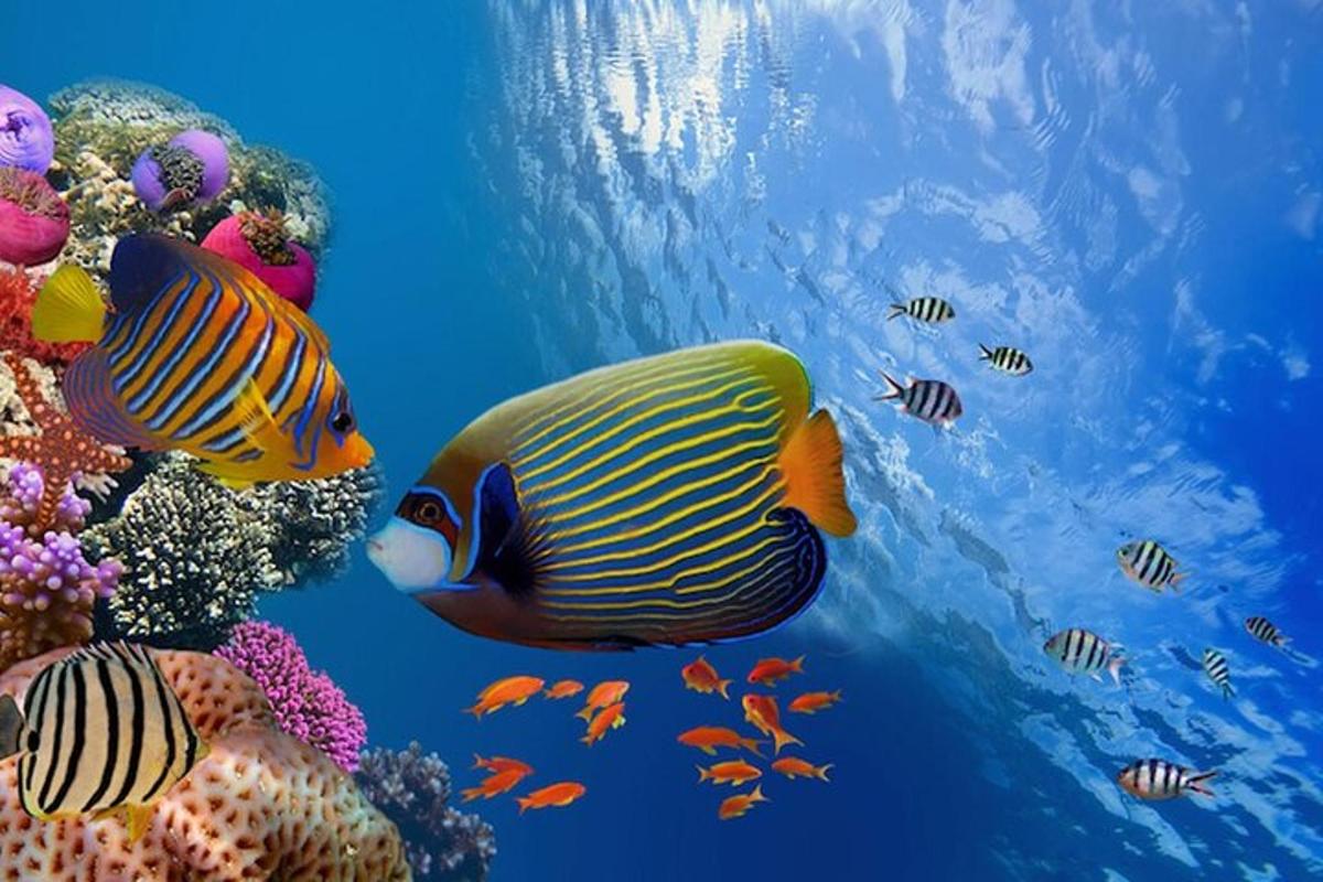 a group of fish swimming in the ocean