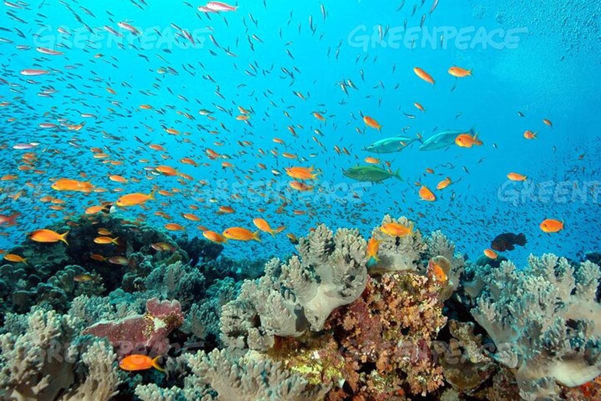 a group of fish swimming over a coral reef