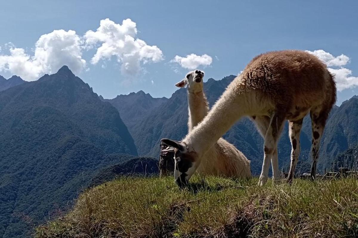 Dos ovejas paradas en la cima de una montaña