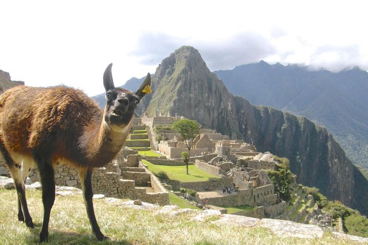 een lama die op de top van een berg staat