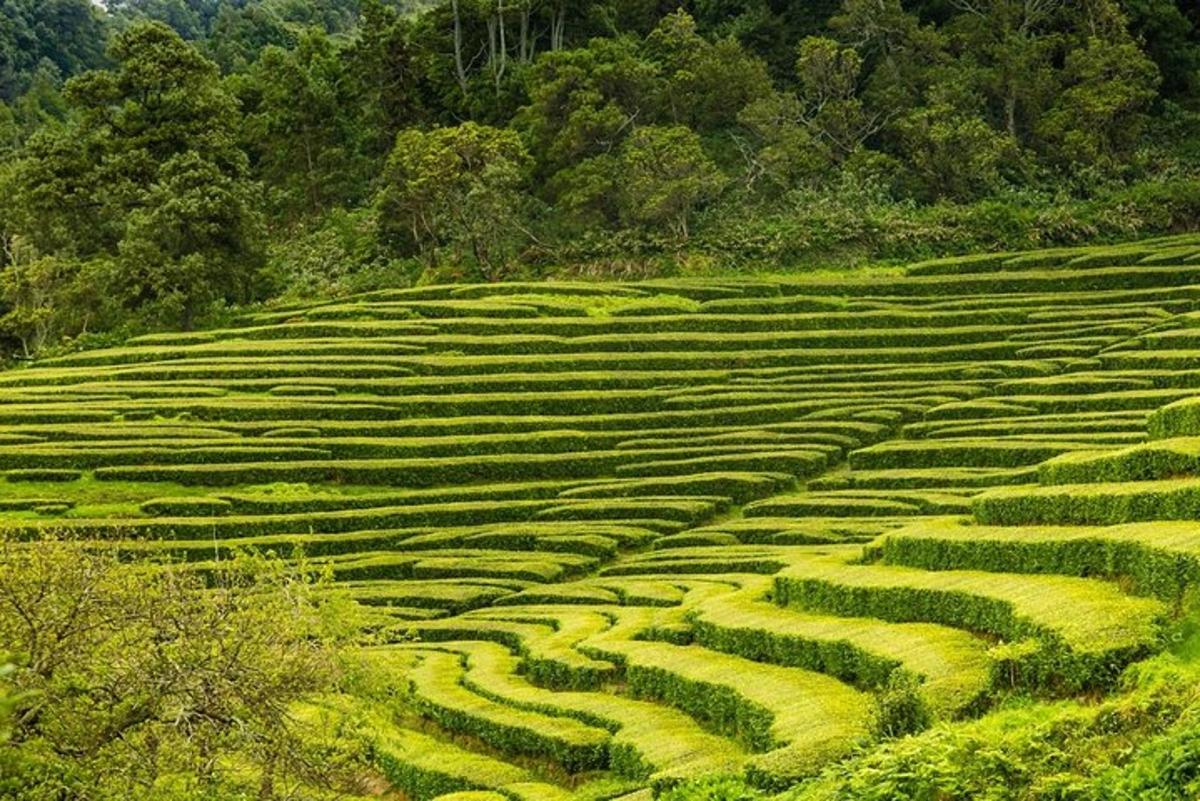 山坡上的一片绿色庄稼地