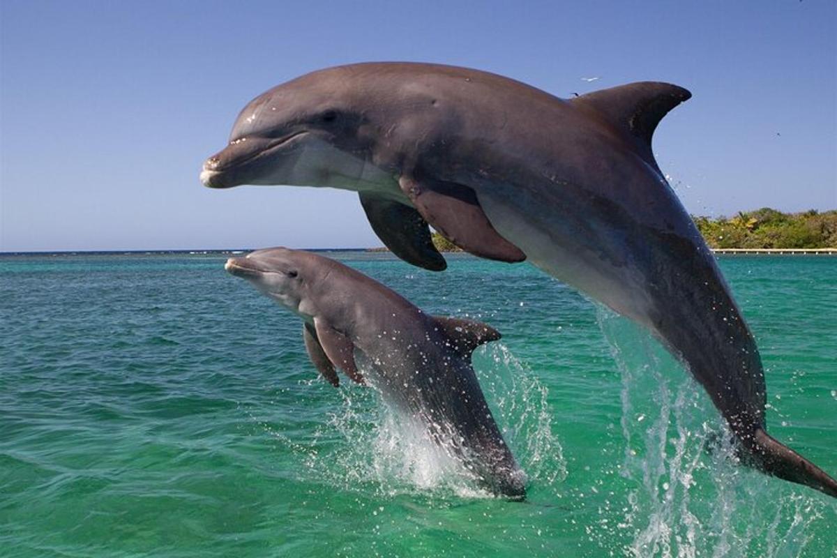 due delfini che saltano fuori dall'acqua
