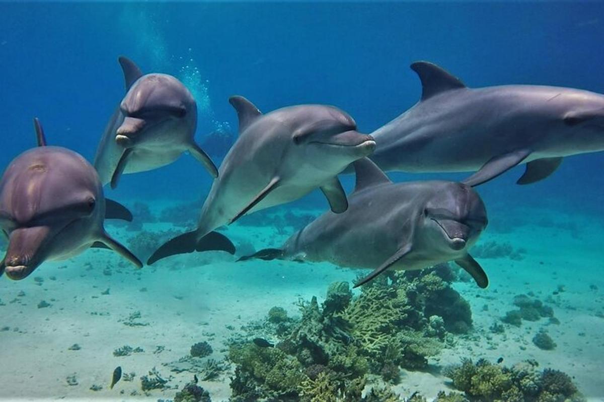 un gruppo di delfini che nuotano nell'oceano