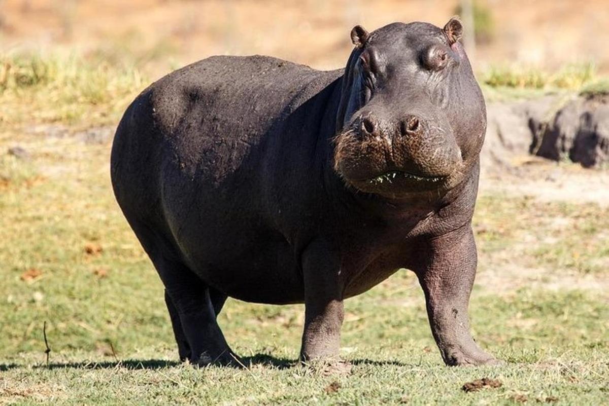 um grande hipopótamo preto parado em um campo
