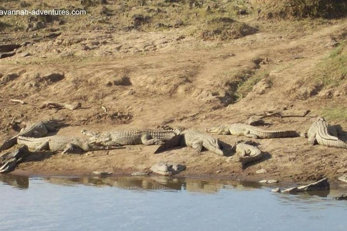 um grupo de crocodilos deitados na margem de um rio