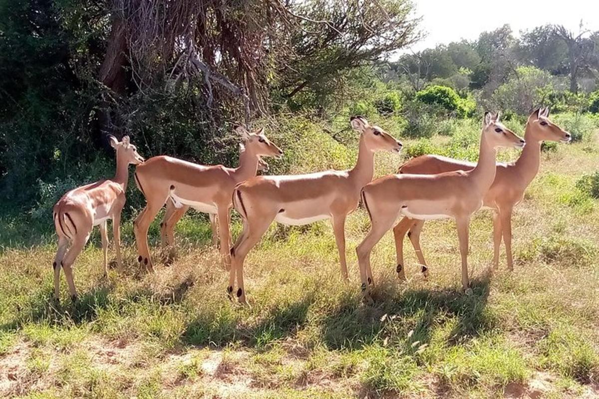 un grup de girafe stând pe un câmp