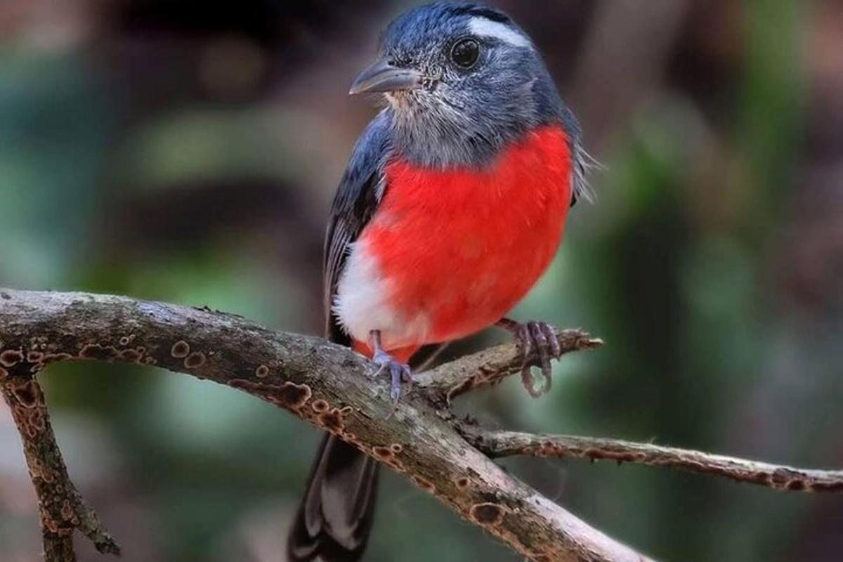 a red bird sitting on a tree branch
