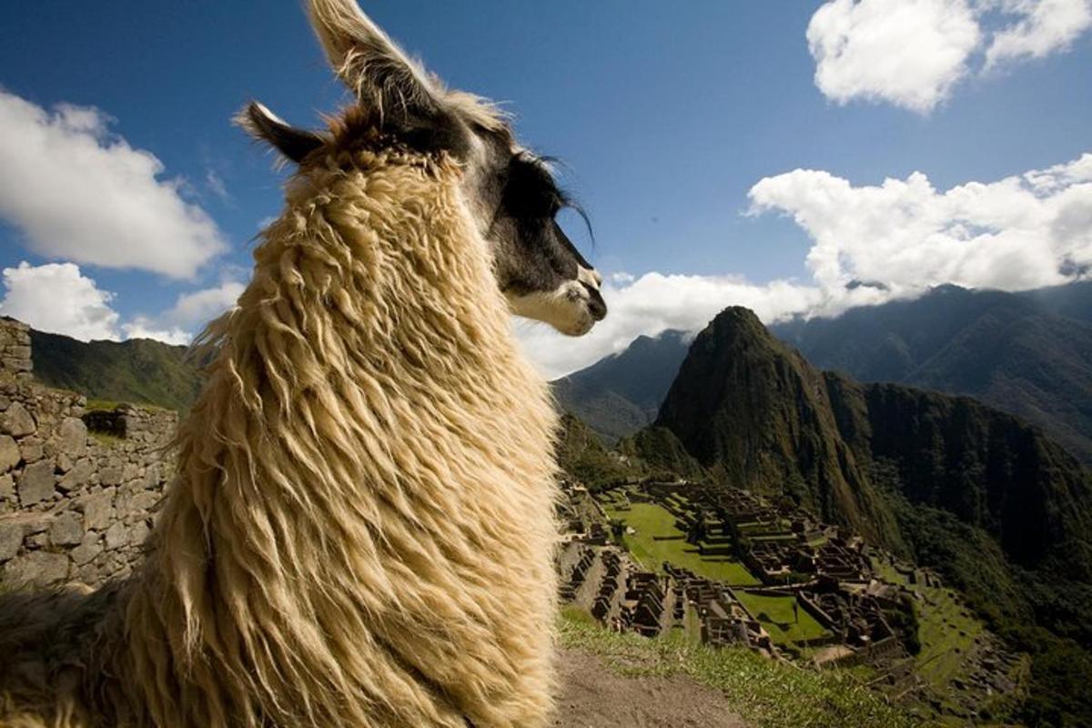 seekor llama berdiri di atas gunung