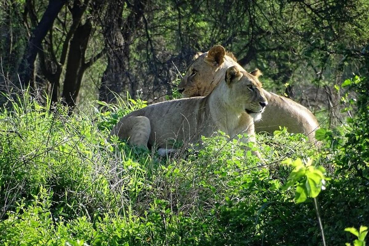 due leoni sdraiati sull'erba in un campo