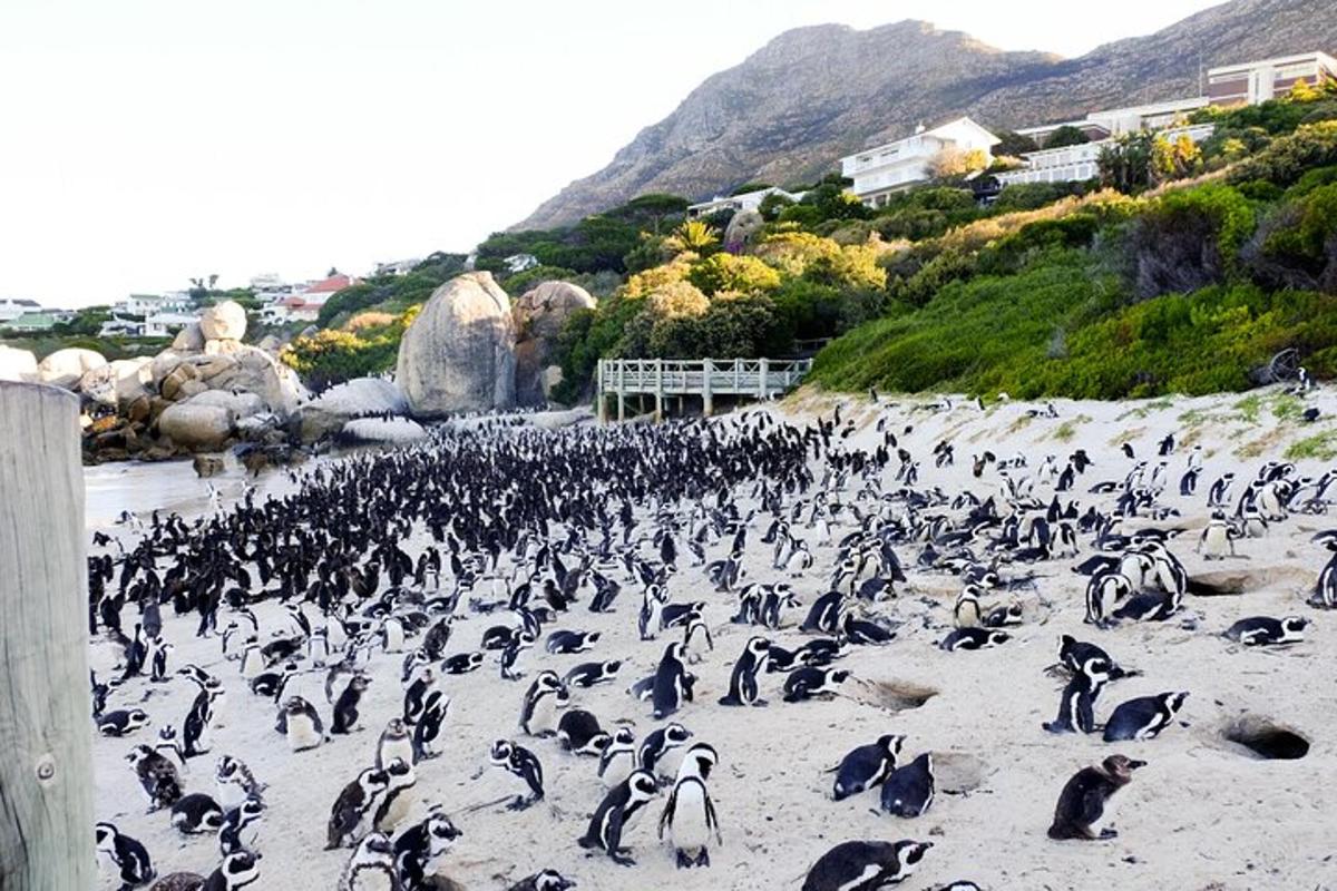 sekumpulan besar penguin berdiri di pantai
