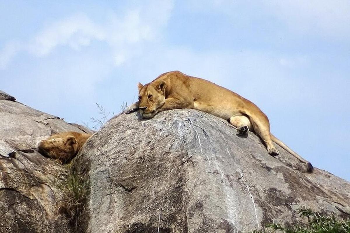 due leoni sdraiati in cima a una roccia