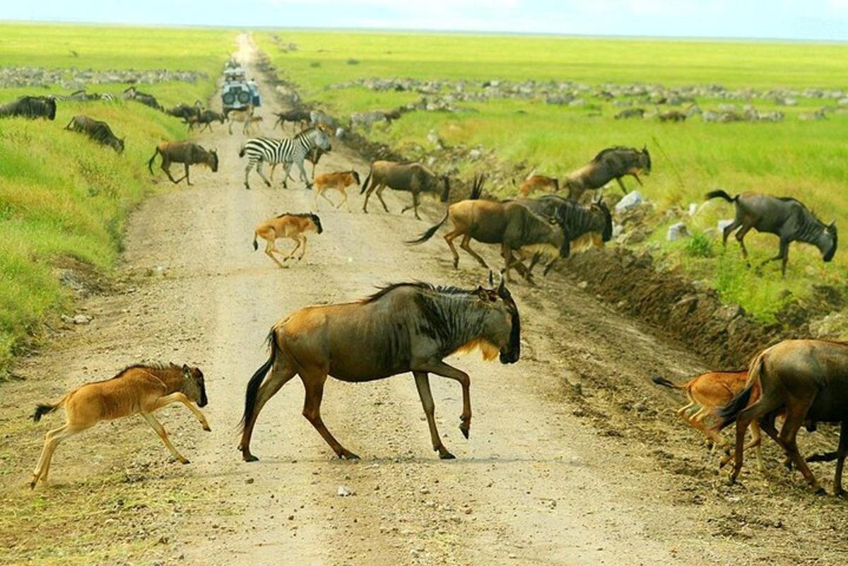una mandria di animali selvatici che attraversa una strada sterrata