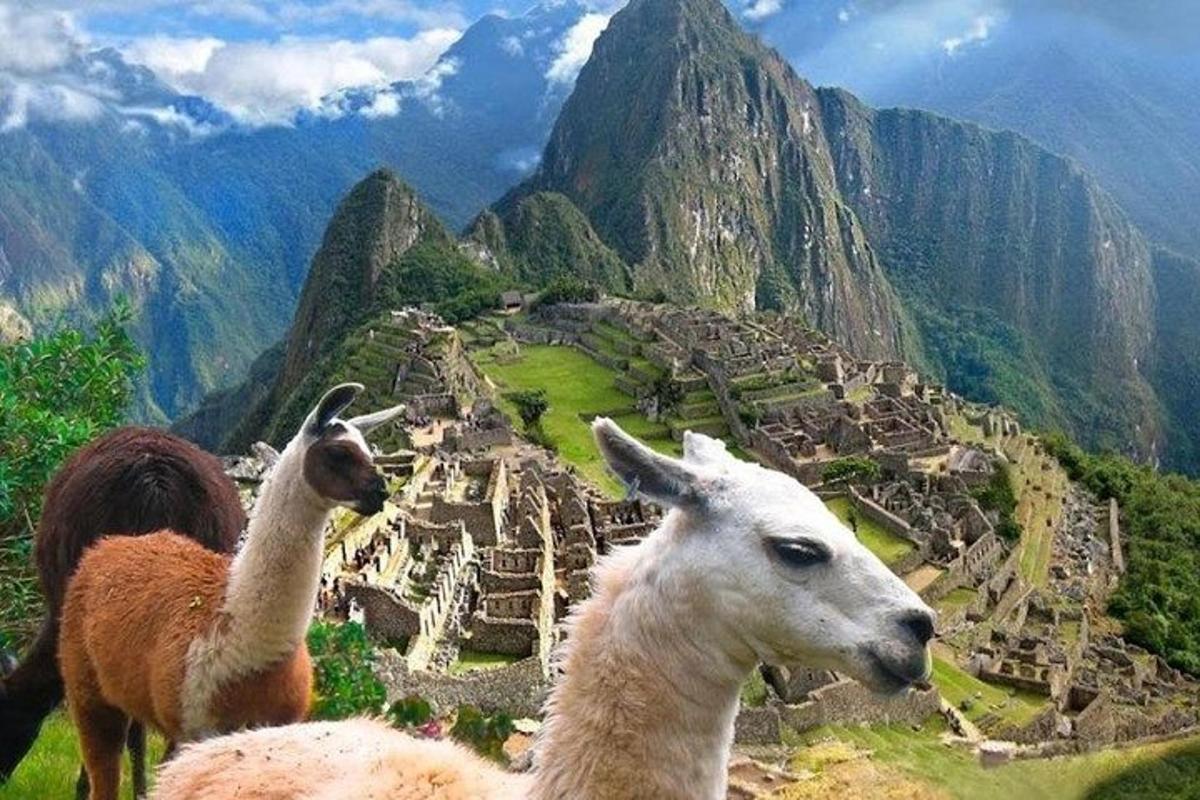 un gruppo di lama in piedi sulla cima di una montagna