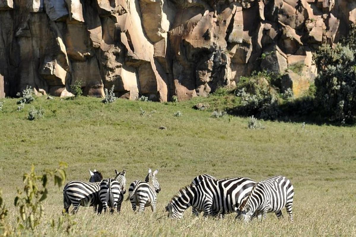 eine Gruppe Zebras grast auf einem Feld