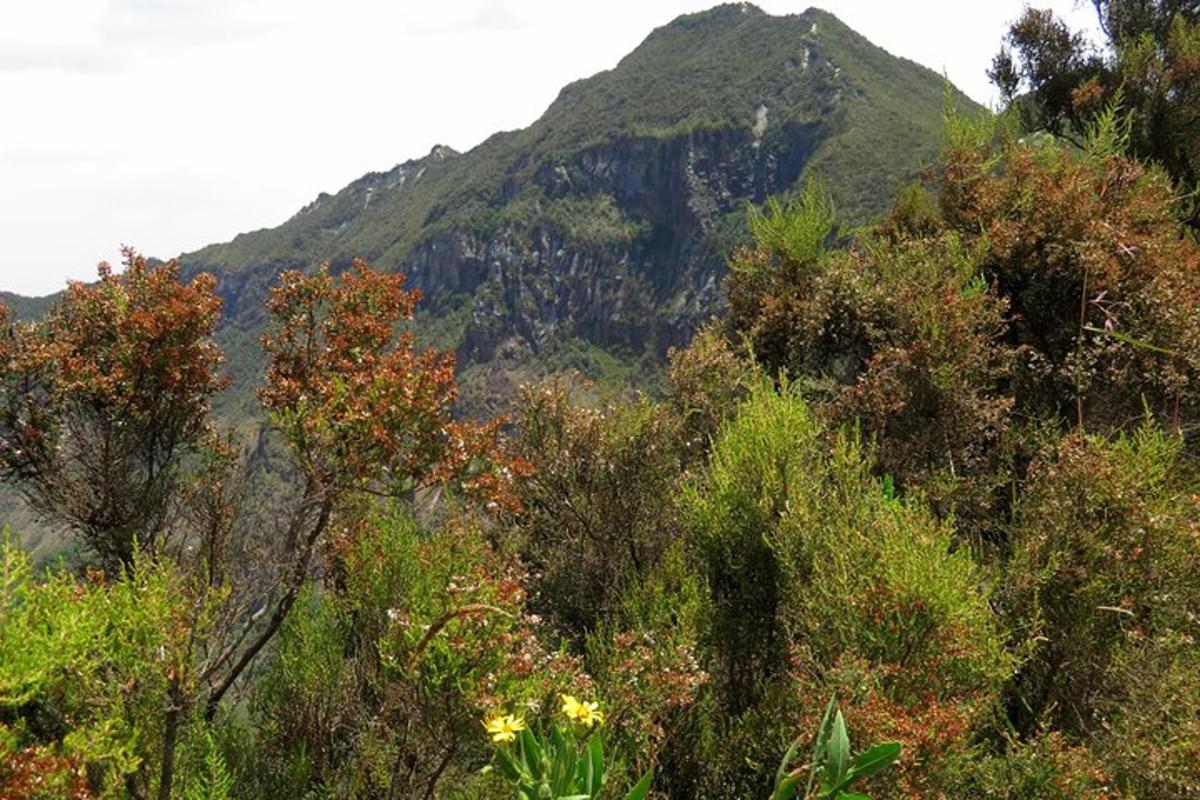 una montagna con un gruppo di alberi in primo piano