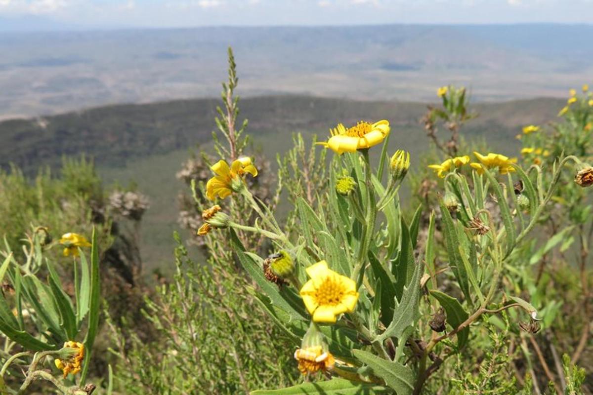 un gruppo di fiori gialli in cima a una montagna