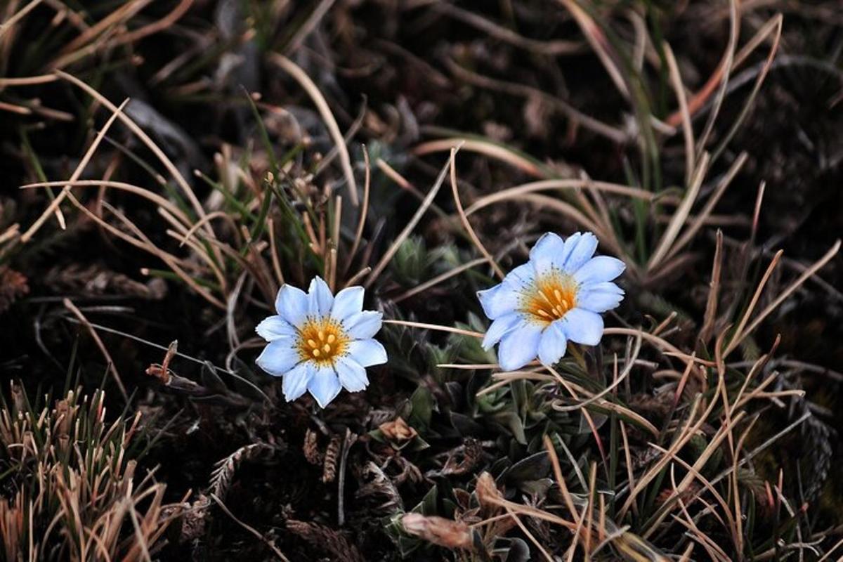 due fiori blu sono seduti nell'erba