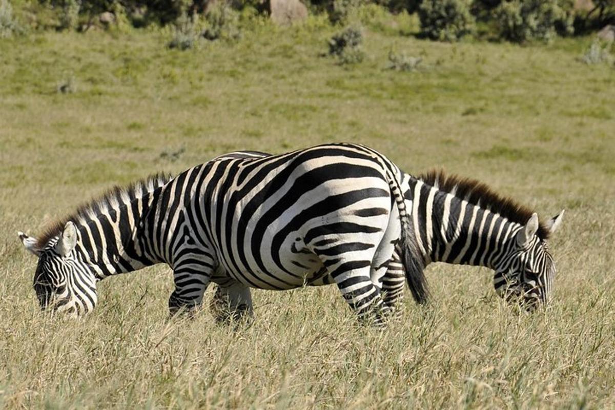 zwei Zebras grasen auf einem Feld mit hohem Gras