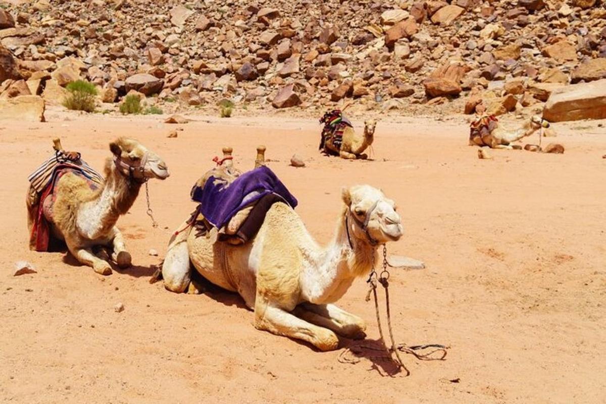 kaksi kamelia makaamassa hiekalla aavikolla