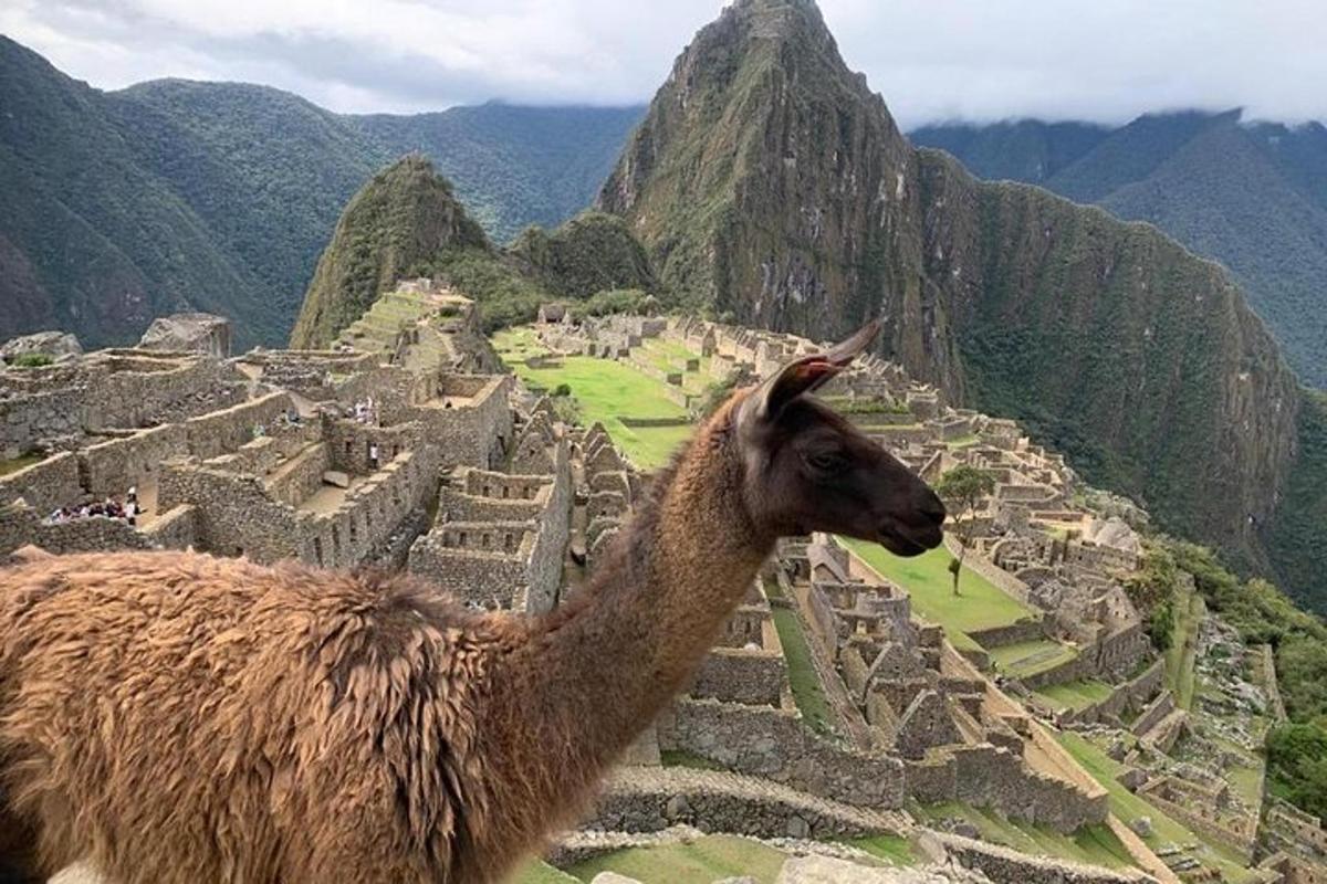 lama stojící na vrcholu ruin